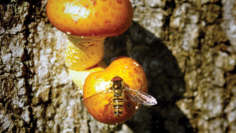 bee on mushrooms