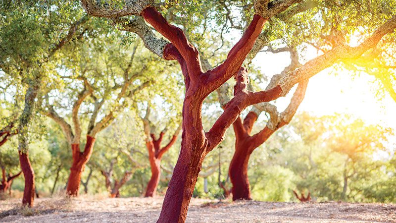 cork tree forest