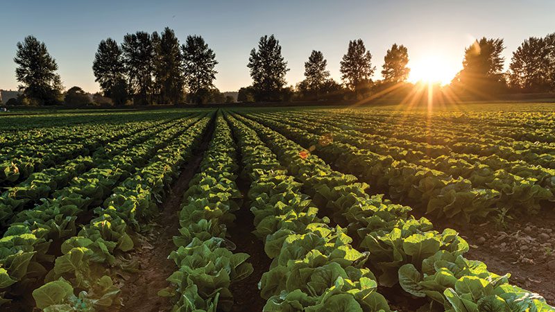 organic lettuce crops
