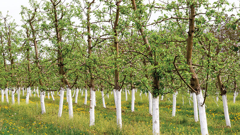 Young tree orchard