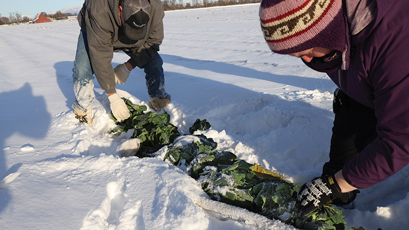 Examining crops under a blanket of winter snow