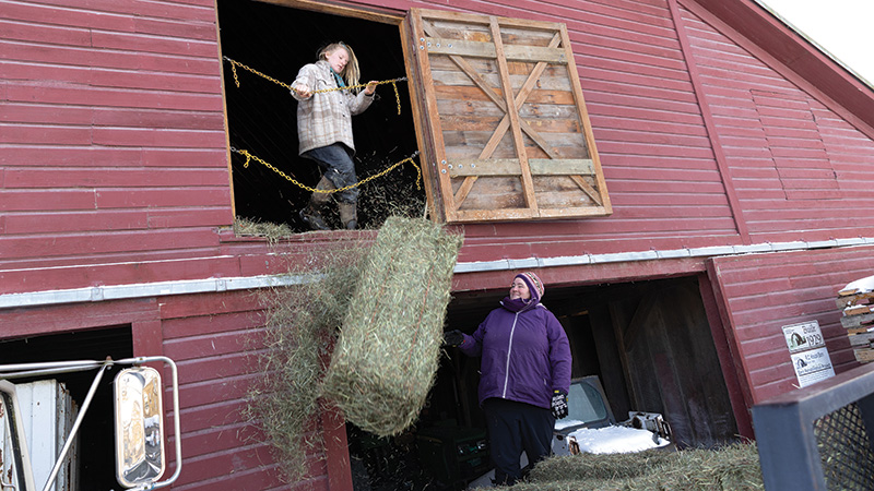 Throwing bale of Hay