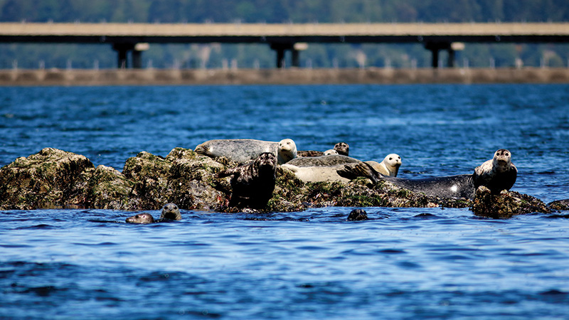 Seals at Hood Canal Bridge. Photo courtesy of Long Live the Kings