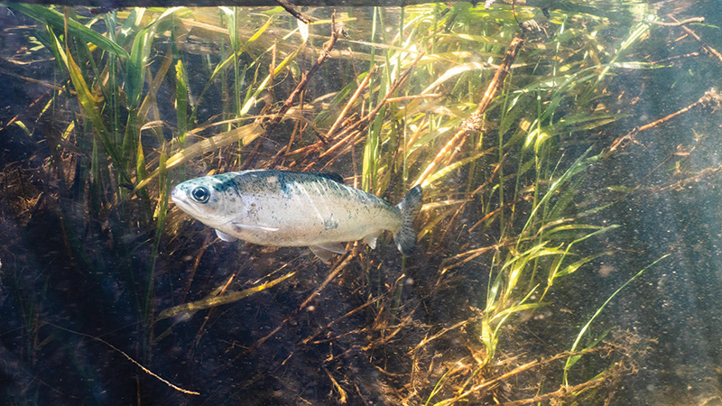 Steelhead baby fish