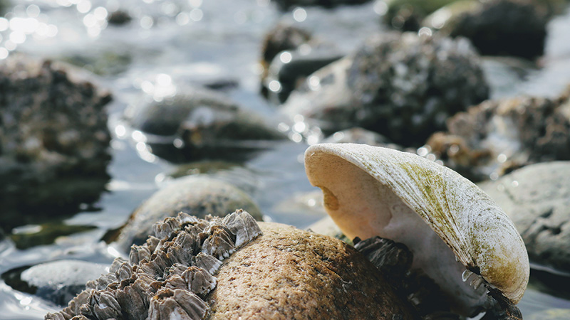 Wild clams on rocks
