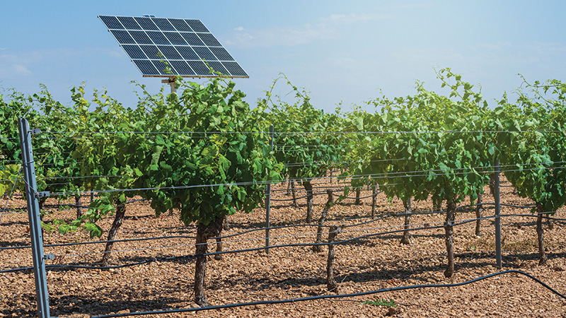 Solar panel in vineyard