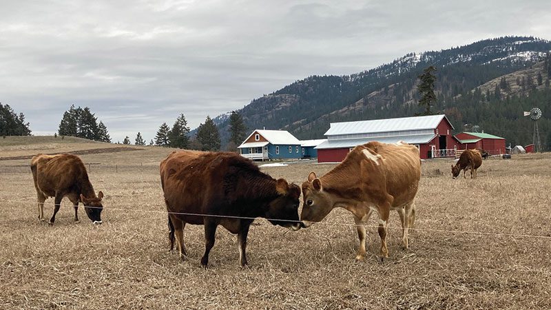 Clover Mountain Dairy Cows