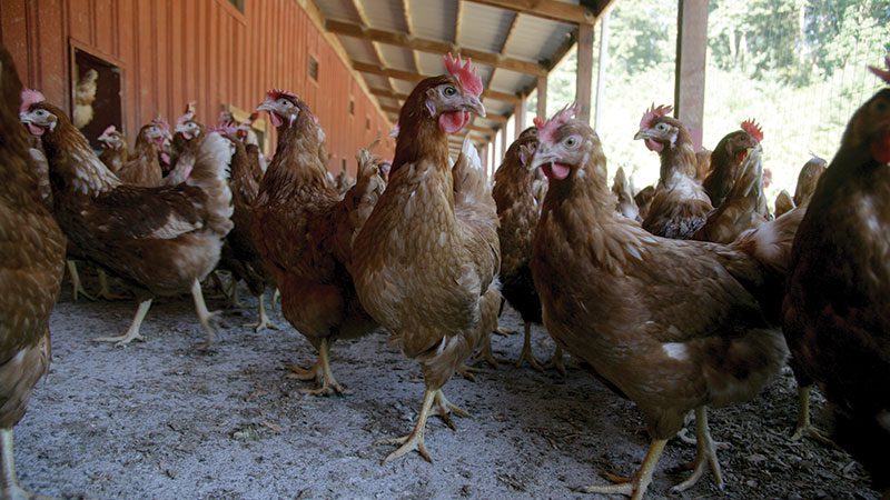 Wilcox Farm Chickens