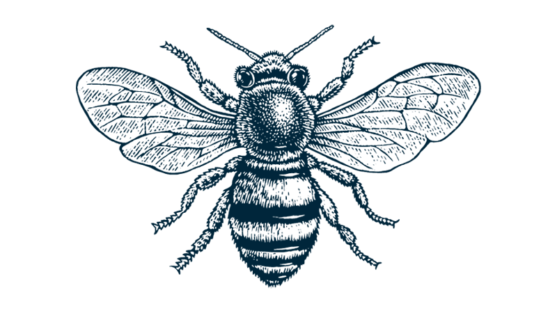 bee illustration