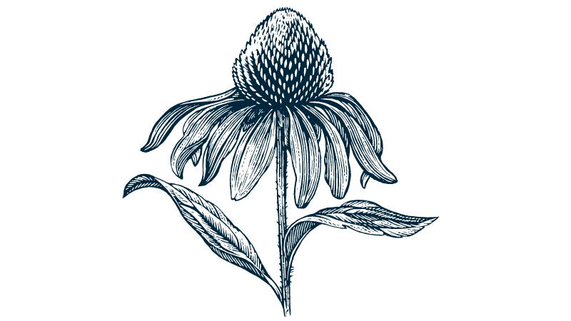 flower illustration