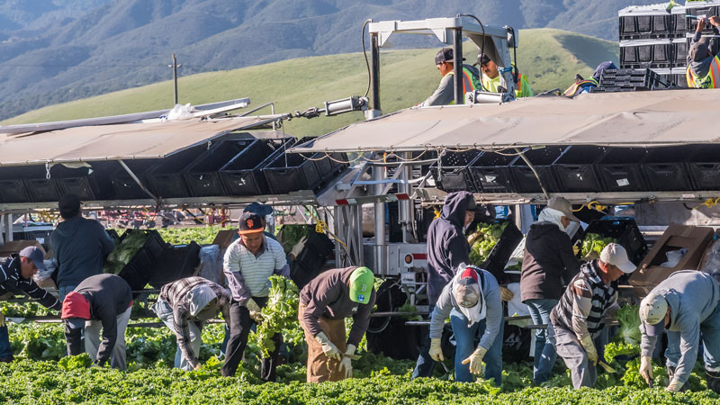 farm workers harvesting greens