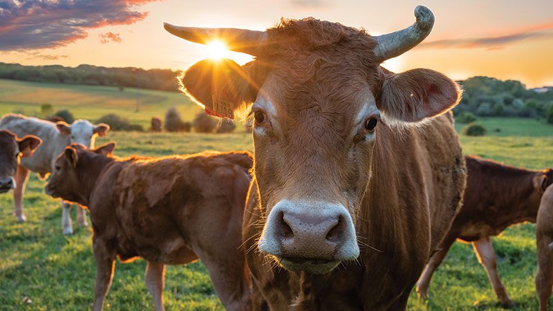 Cattle with calves at sunset