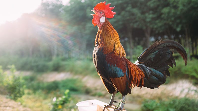 Red rooster crowing