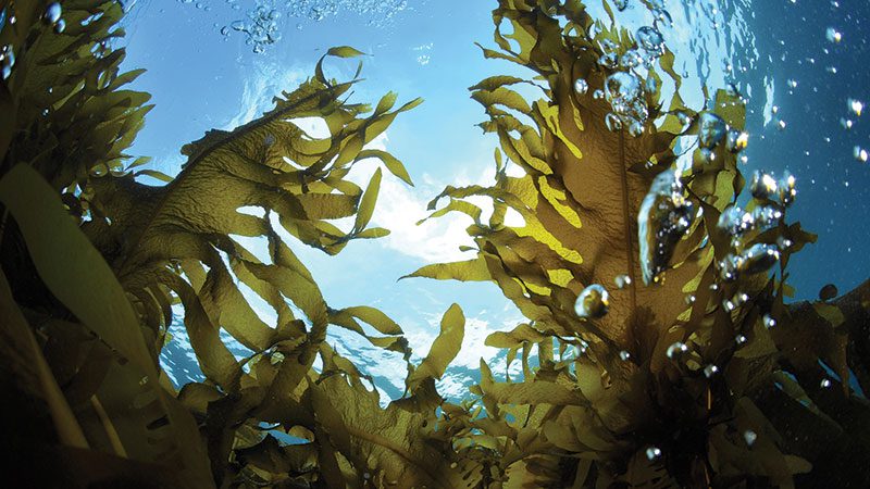 Garden of seaweed