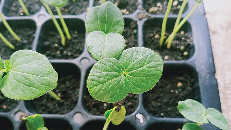 Seedlings growing in tray