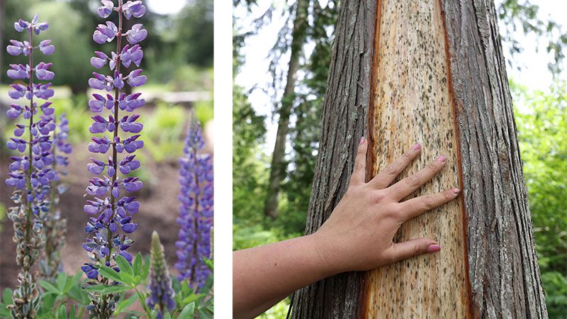 Lupine in the S’Klallam Connections Garden
