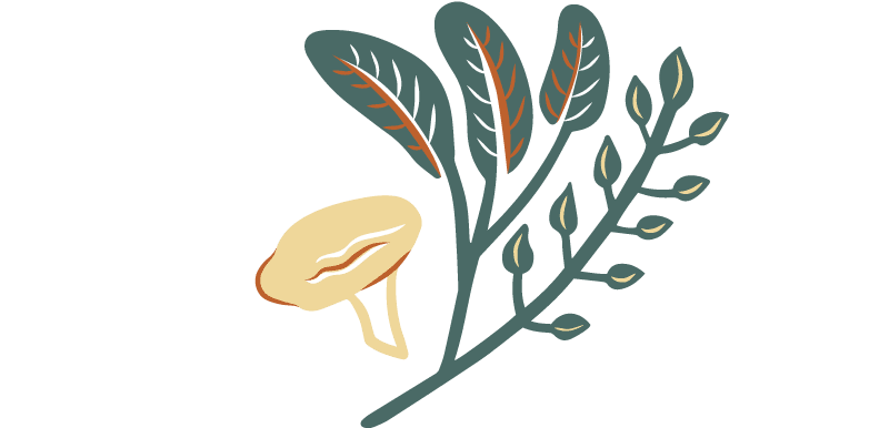 herb bundle illustration