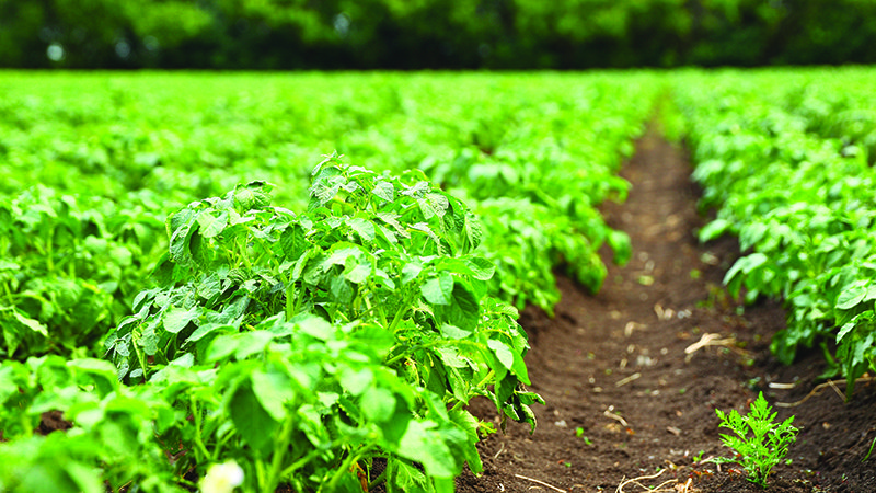 field of crops