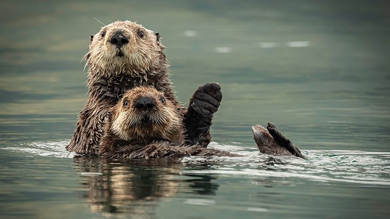 Sea otters