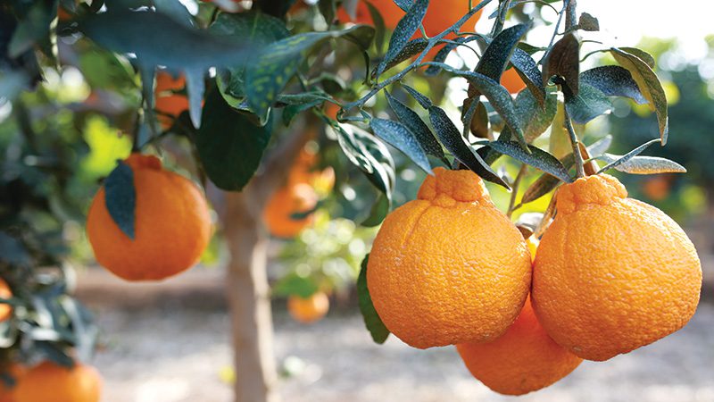 The Shiranui mandarin tree: a profile - Greg Alder's Yard Posts