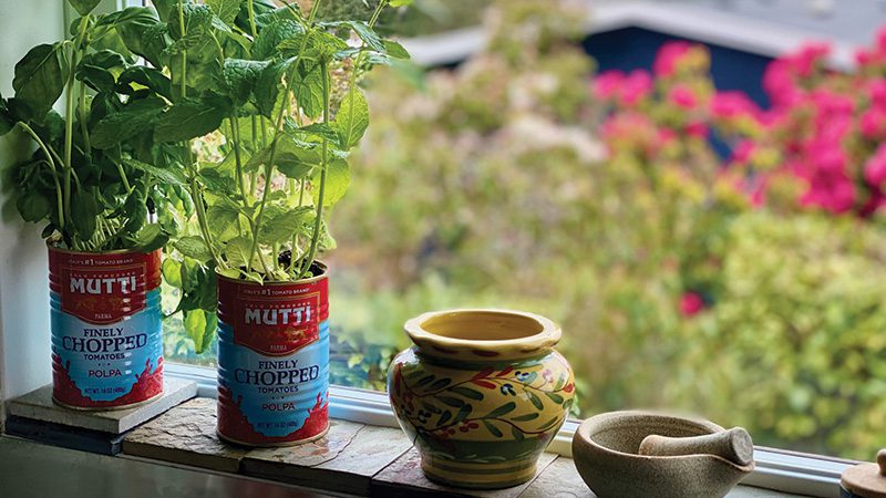 fresh herbs in window