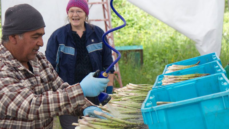 Fresh asparagus being washed on-site.