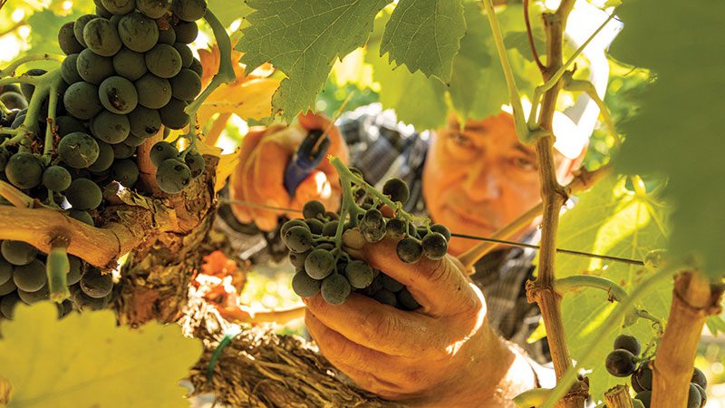 Jeff Cox tasting wine
