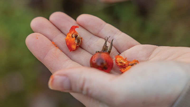 rose hip from UAIT