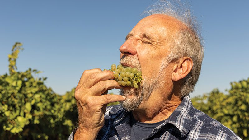 Kent Waliser tasting grapes