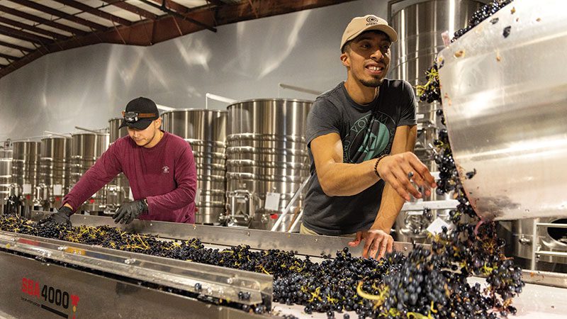 Rafael Tapia and Miguel Quintero processing grapes