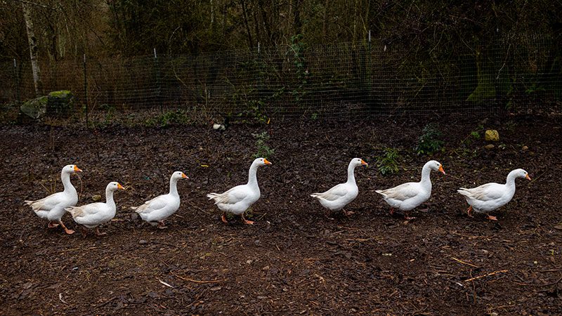 Farmer Frog gooses