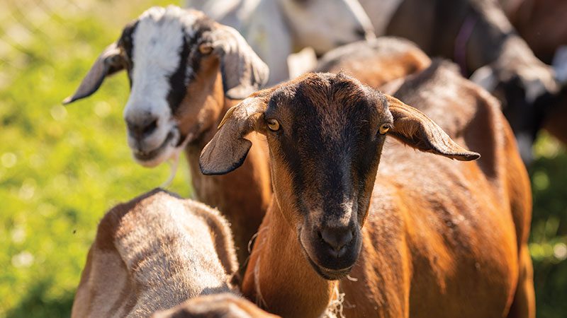 Goats on Tieton's farm