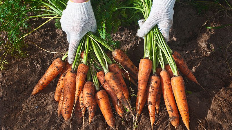 Bunches of carrots