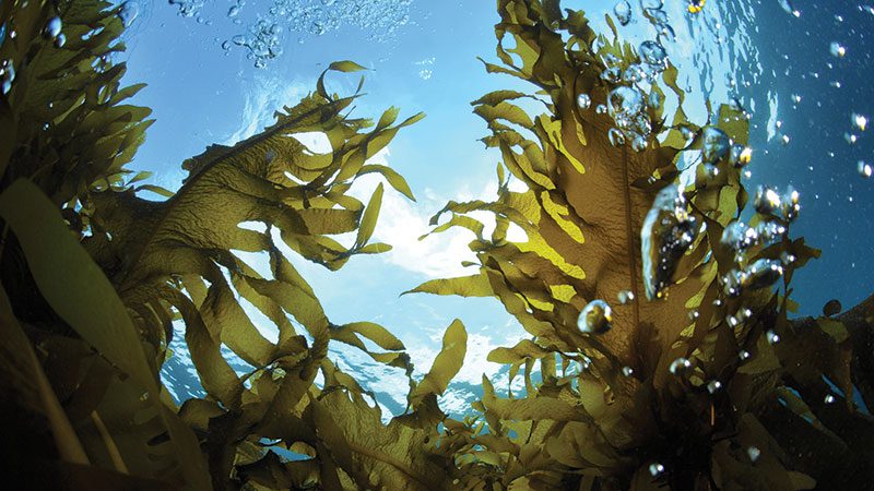 seaweed garden
