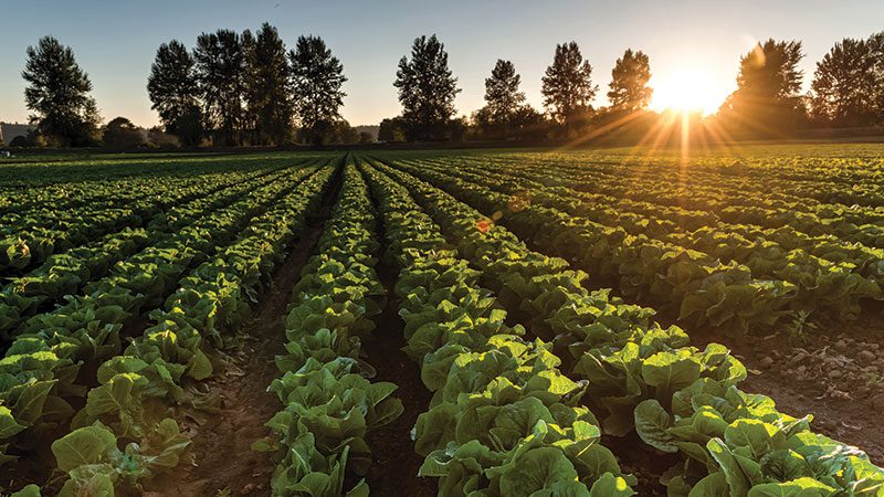 lettuce crops