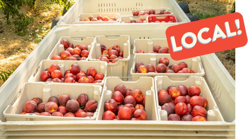 Fresh nectarines at LaPierre Farms