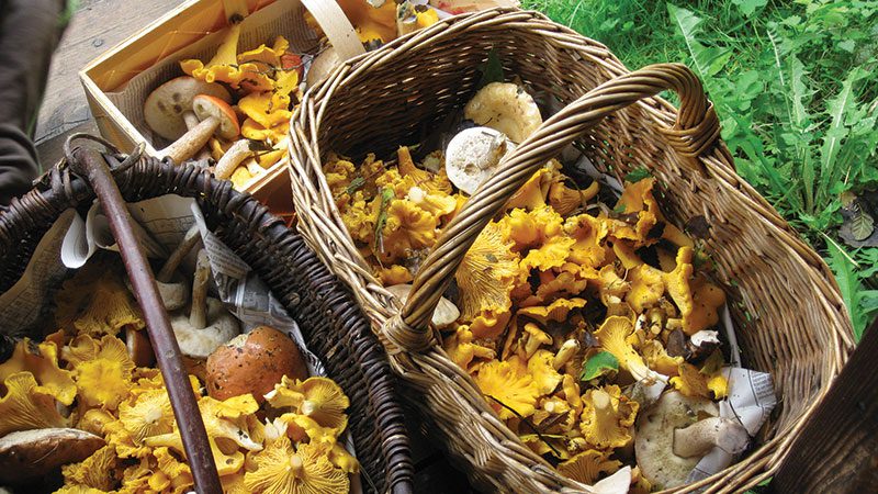 chanterelles in baskets