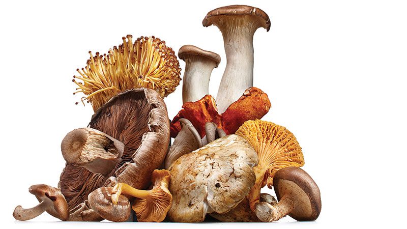 mushroom collage