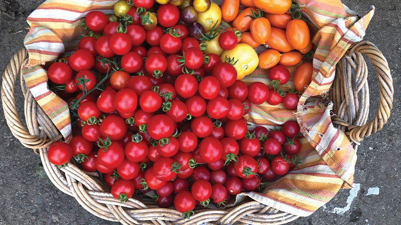 All About Olives - Columbia Metropolitan Magazine