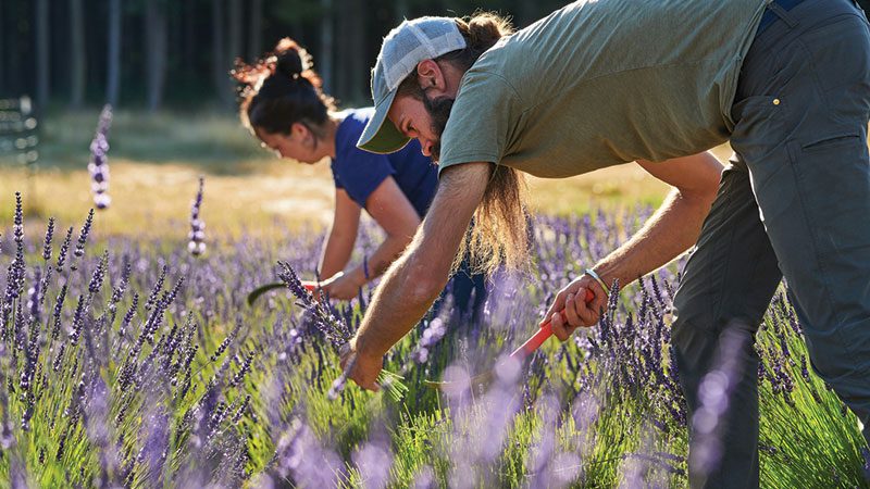 OrcaSong lavender fields