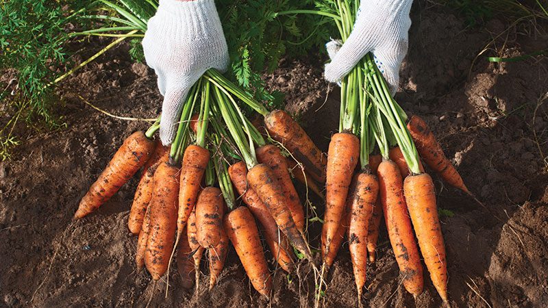 carrots