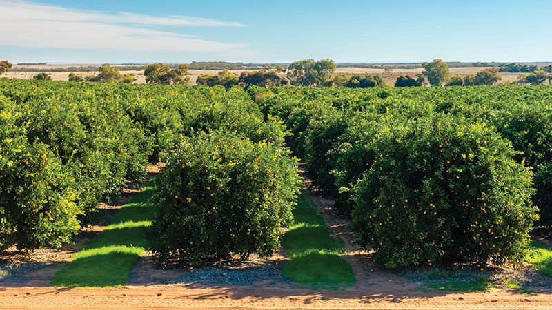 orange orchard