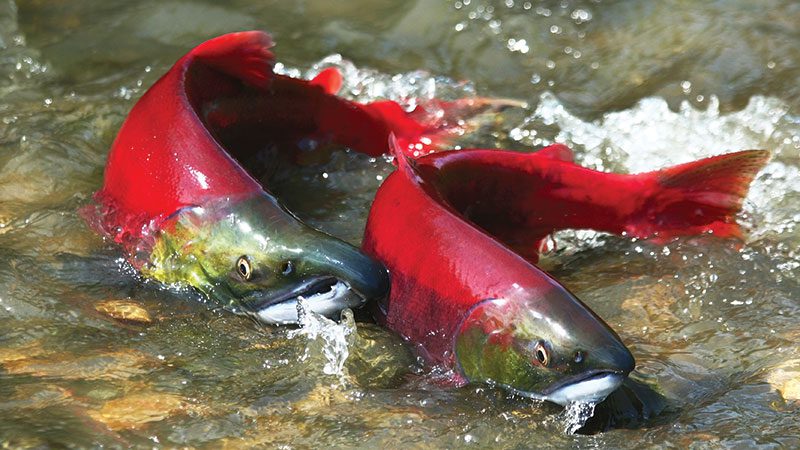 Sockeye salmon in the Red River