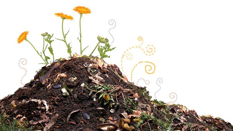 Compost pile