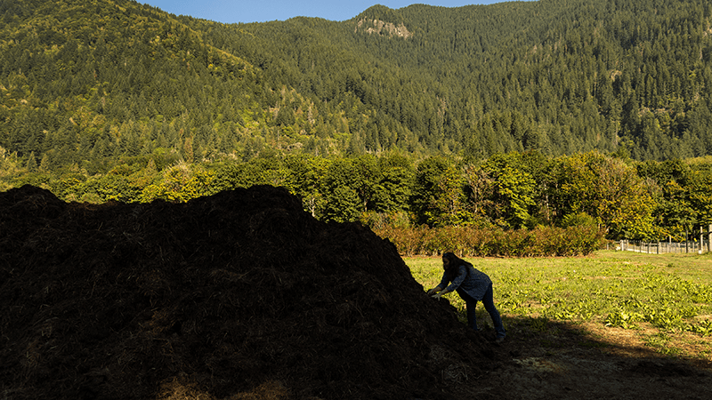 compost pile