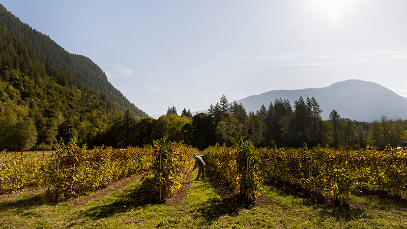 vineyard at Rodale Institute