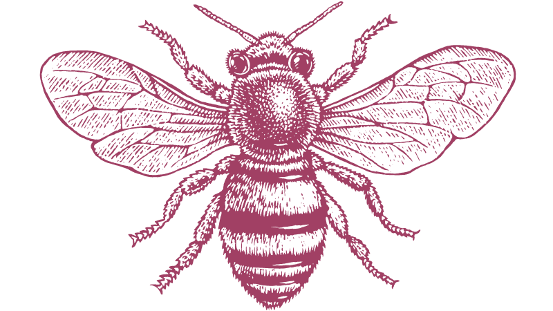 An illustration of a honey bee.
