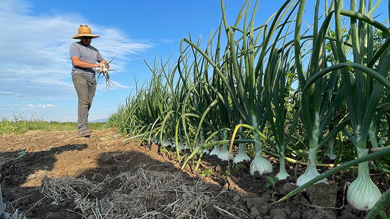 A worker with Viva Farms picking fennel.