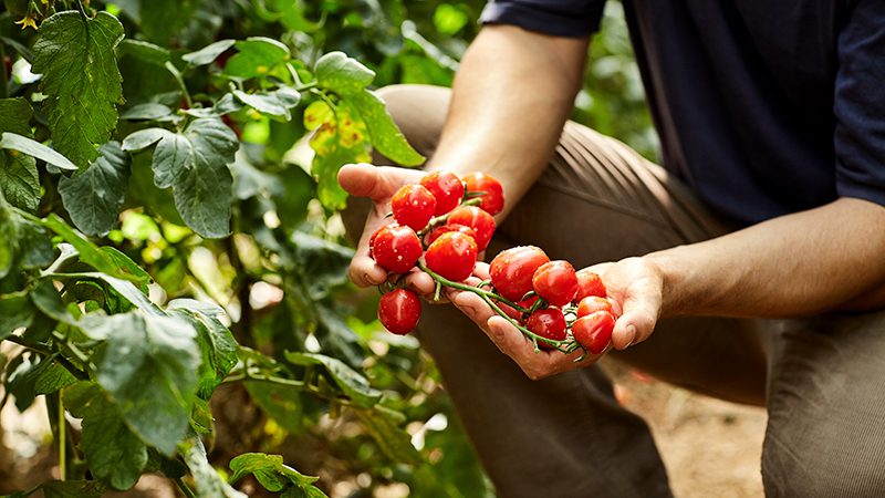 Homegrown tomatoes on the vine, a warm weather fruit now more suited to Seattle's growing zone.