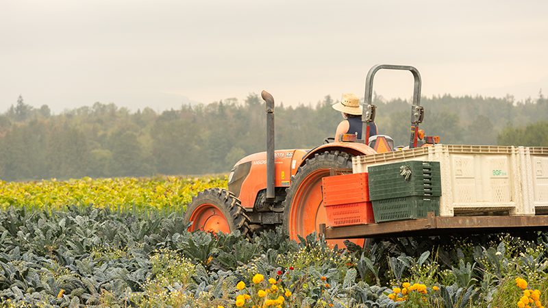 A worker riding a tractor at Boldly Grown Farms, in Skagit County.